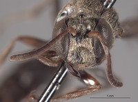 Image of Pseneo leytensis