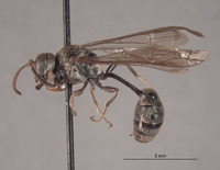 Pseneo leytensis image