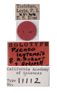 Pseneo leytensis image