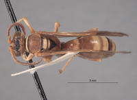 Oryttus lapazae image