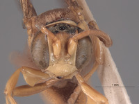 Oryttus lapazae image