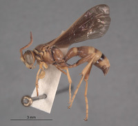 Oryttus lapazae image