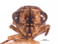 Chileanoscopus ancorus image