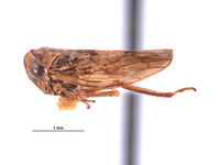 Chileanoscopus ancorus image