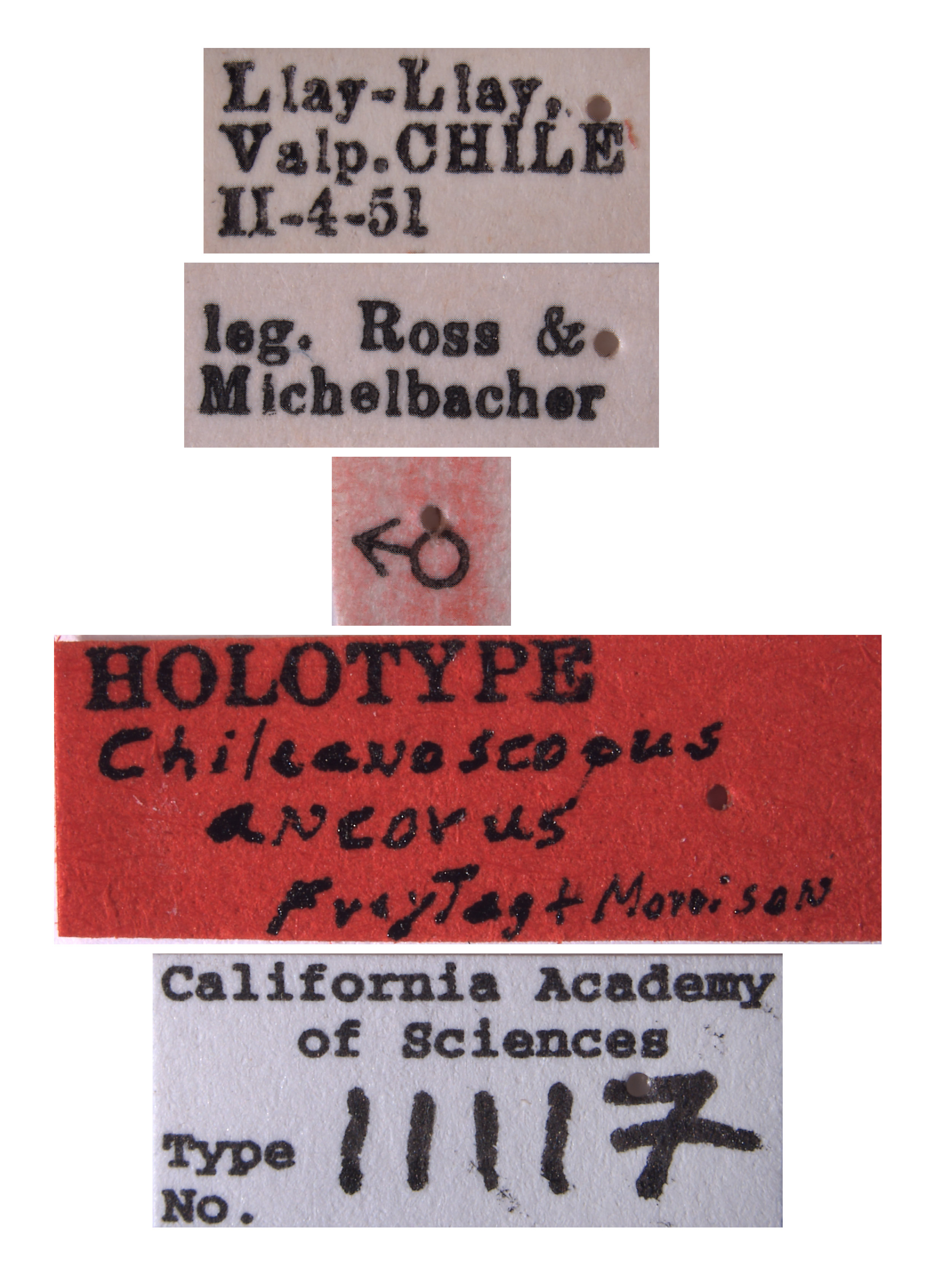 Chileanoscopus image