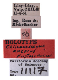 Chileanoscopus ancorus image