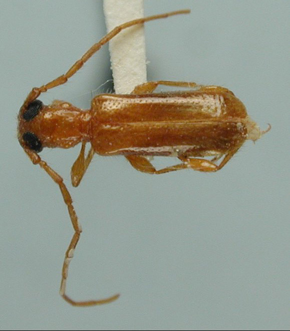 Obrium dominicum image