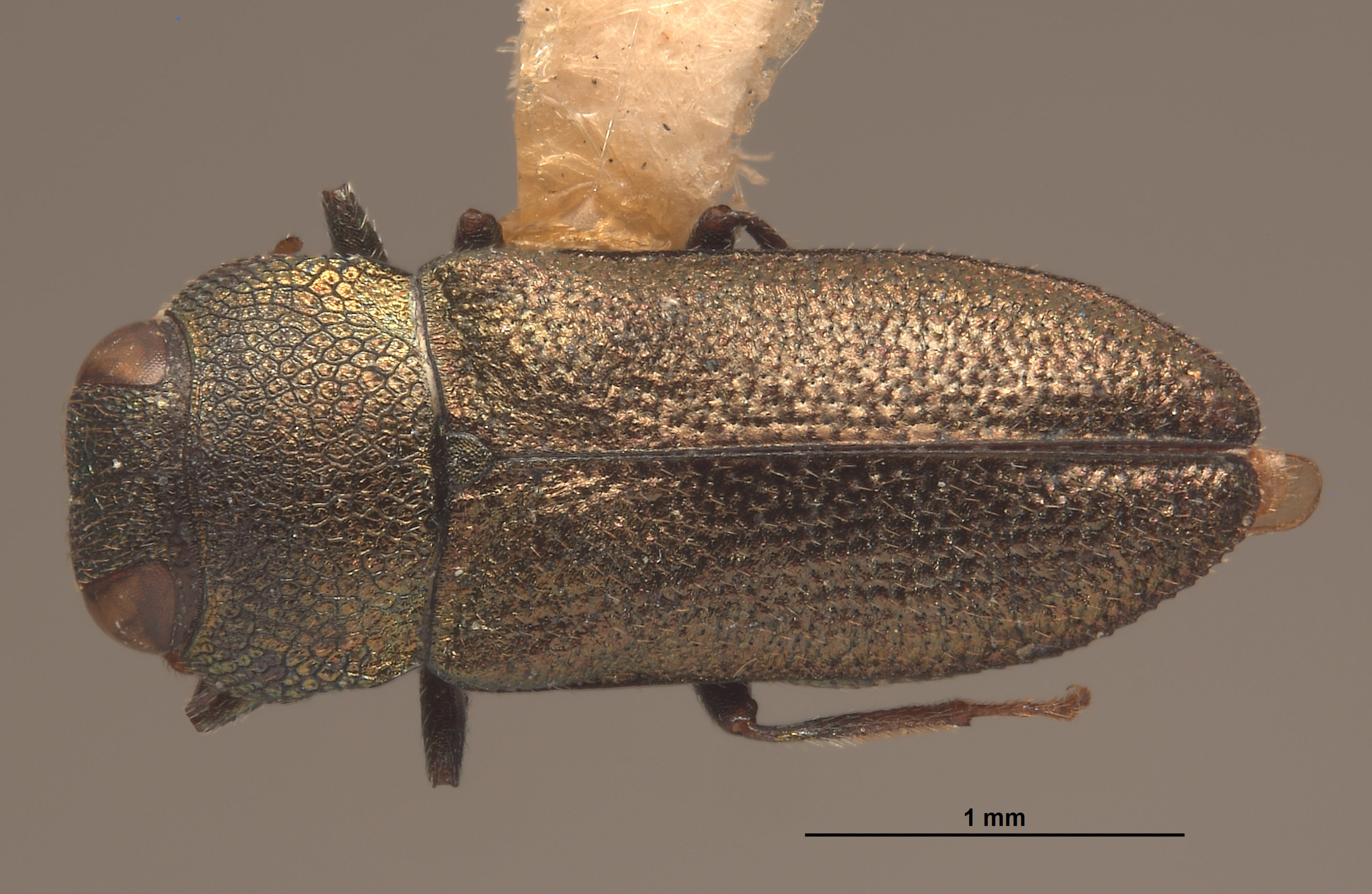 Anthaxia tarsalis image