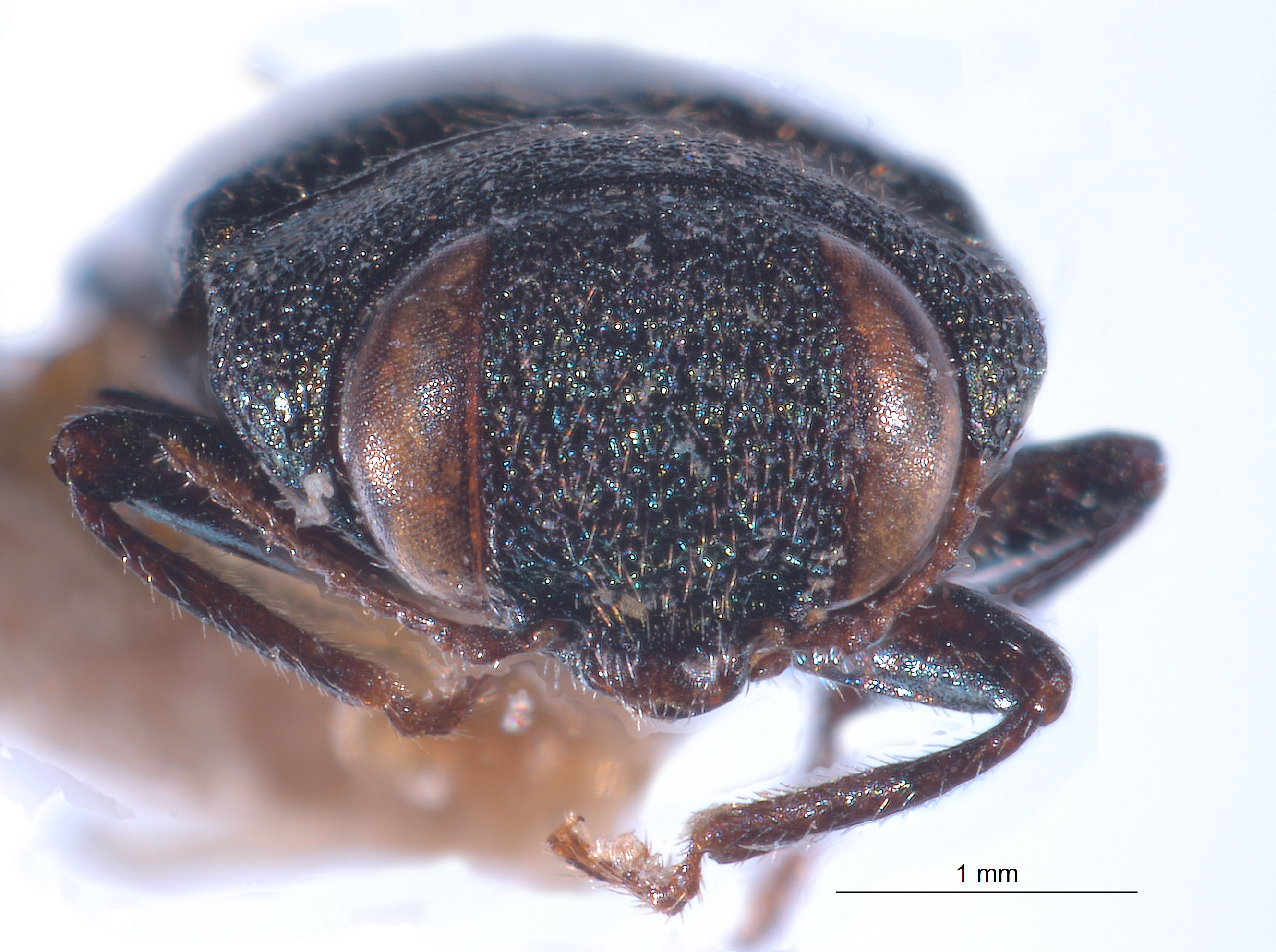 Anthaxia tarsalis image