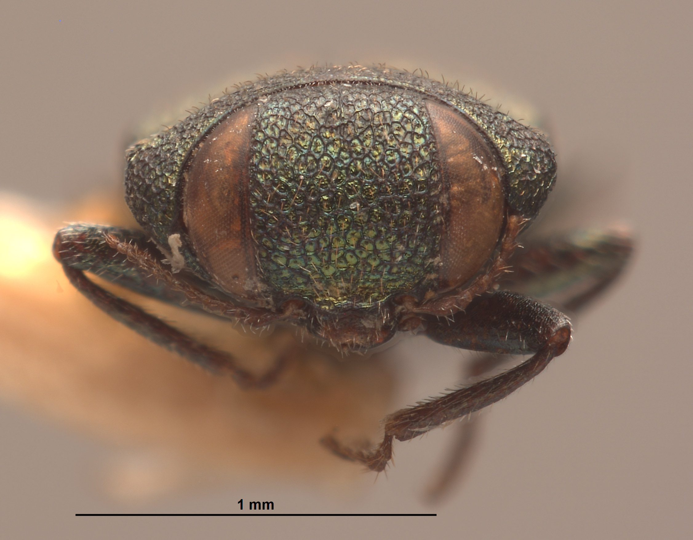 Anthaxia tarsalis image