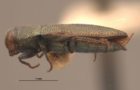 Anthaxia tarsalis image