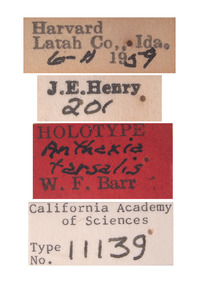 Anthaxia tarsalis image