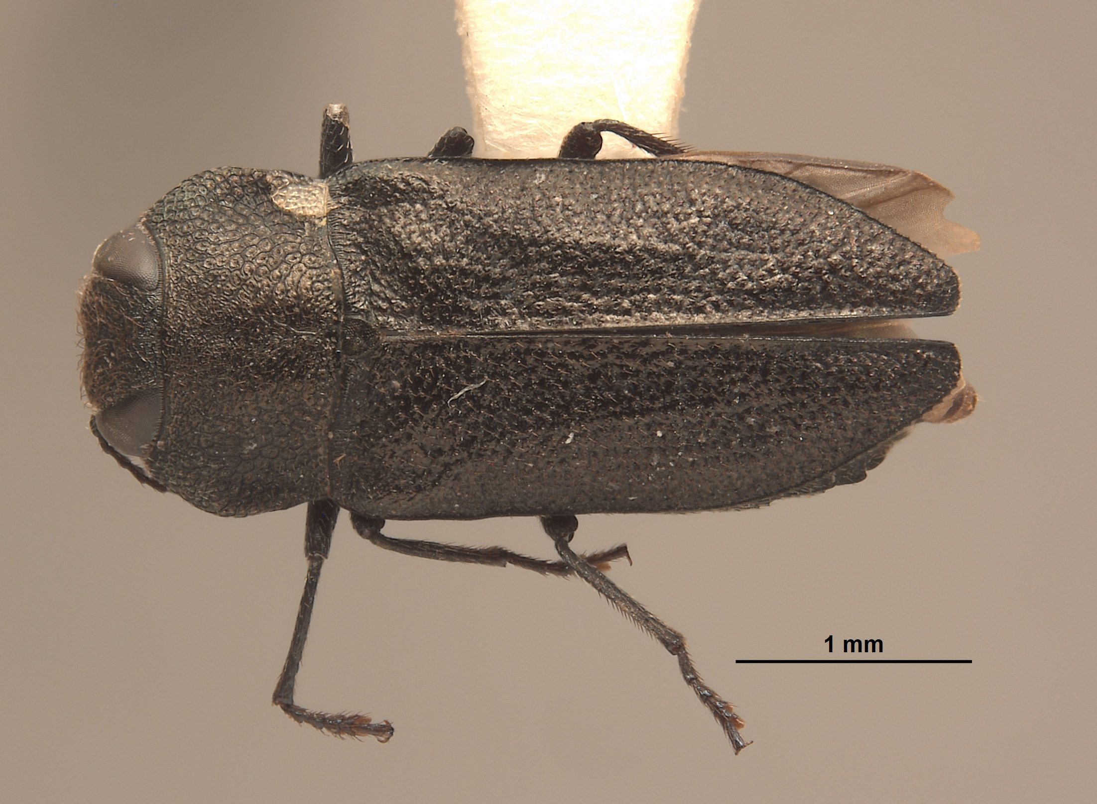 Anthaxia (Melanthaxia) image