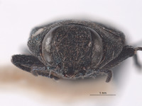 Image of Anthaxia furnissi