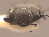 Anthaxia furnissi image