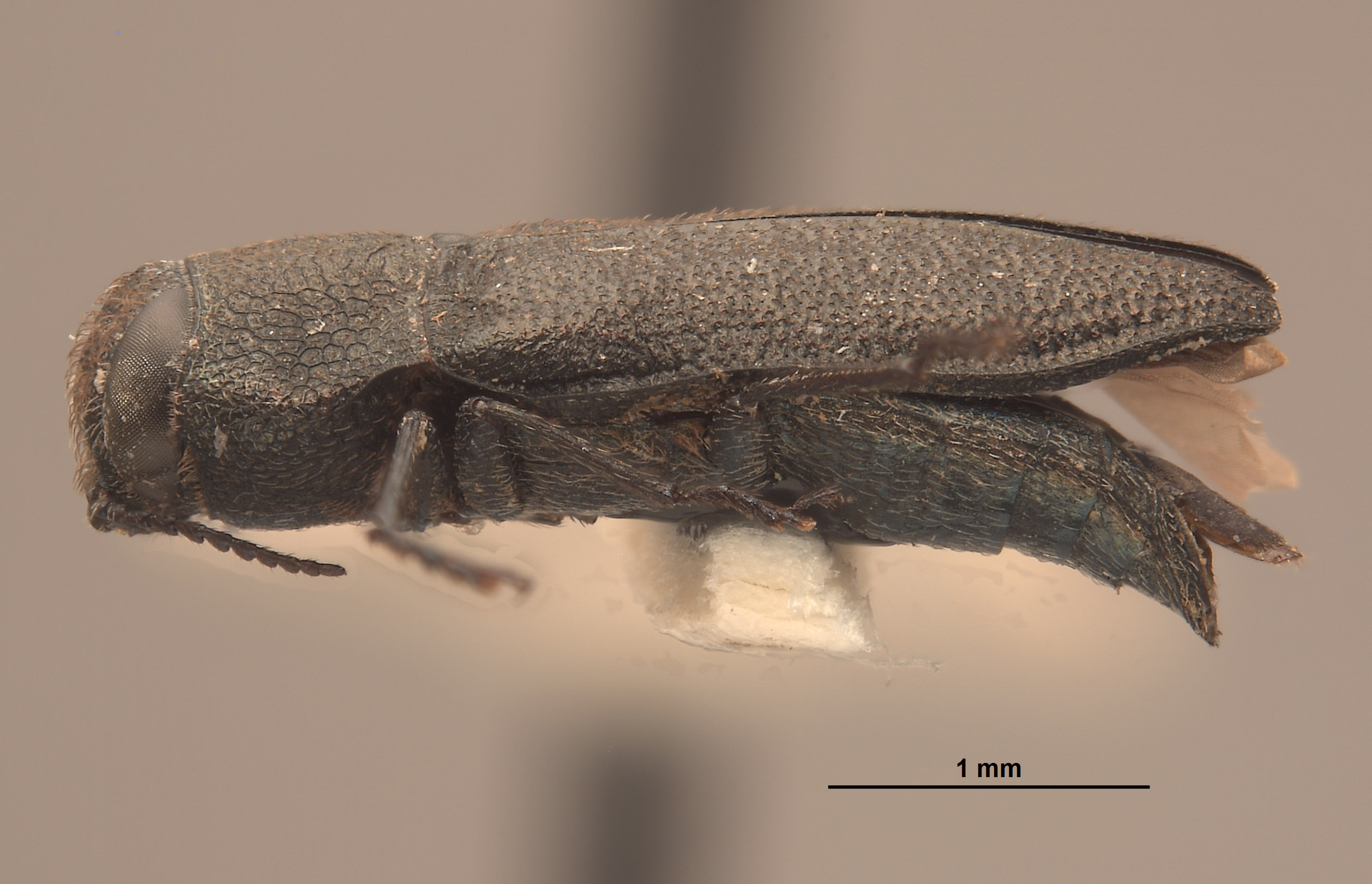 Anthaxia furnissi image