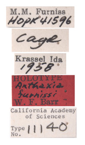 Anthaxia furnissi image