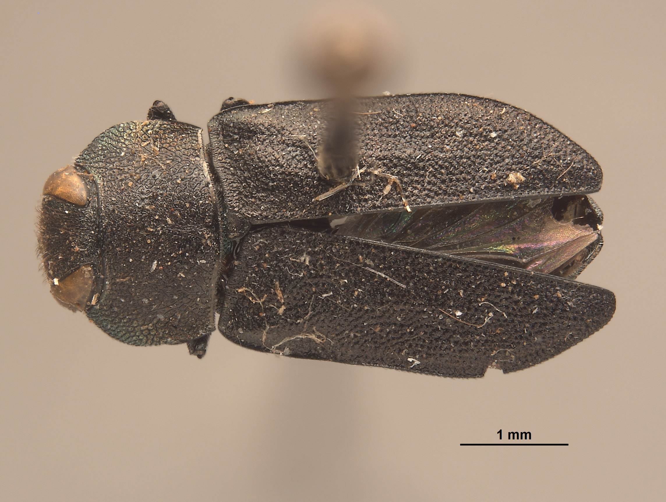 Anthaxia emarginata image