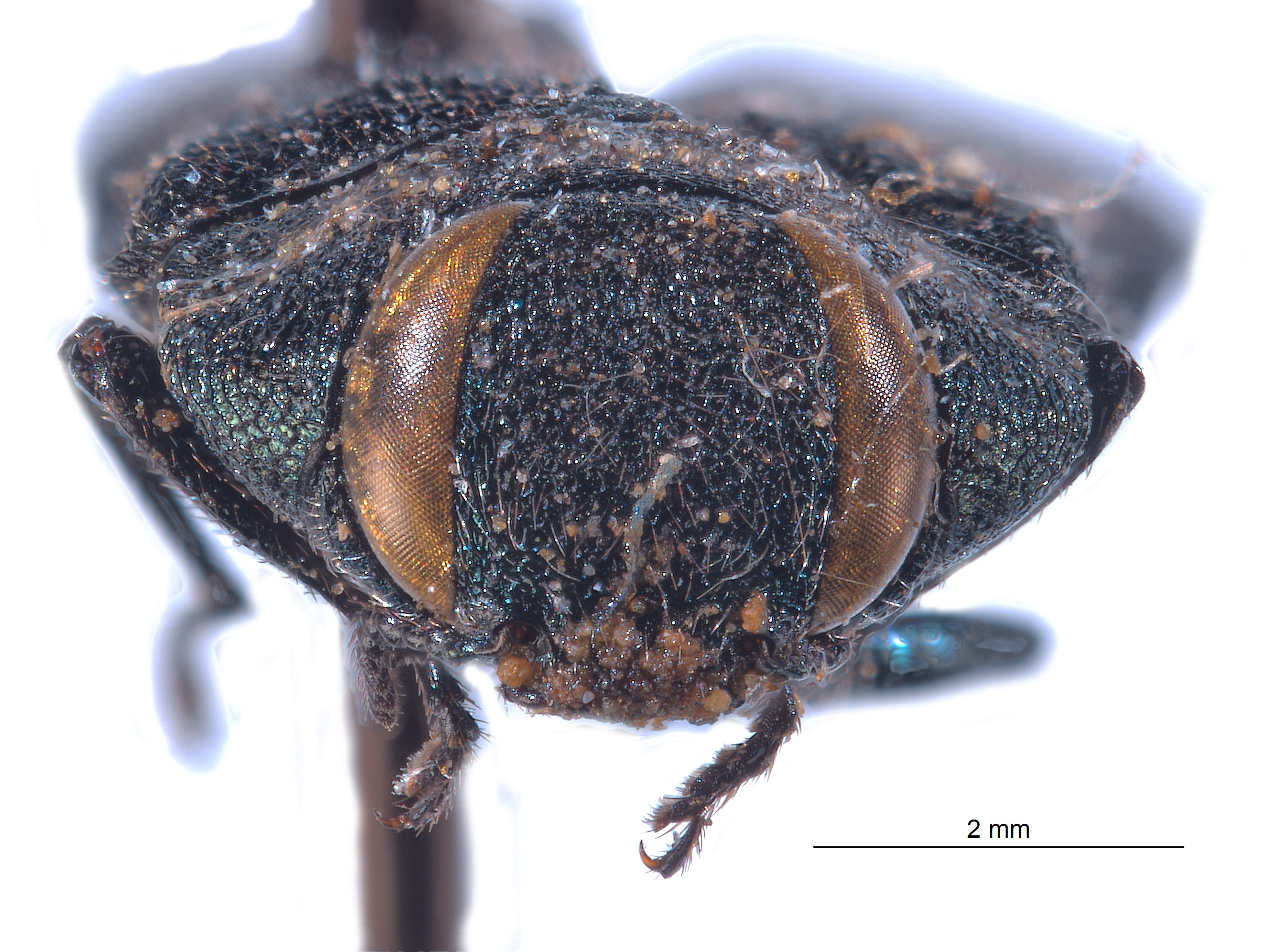 Anthaxia emarginata image