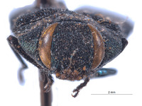 Image of Anthaxia emarginata