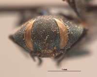 Anthaxia emarginata image