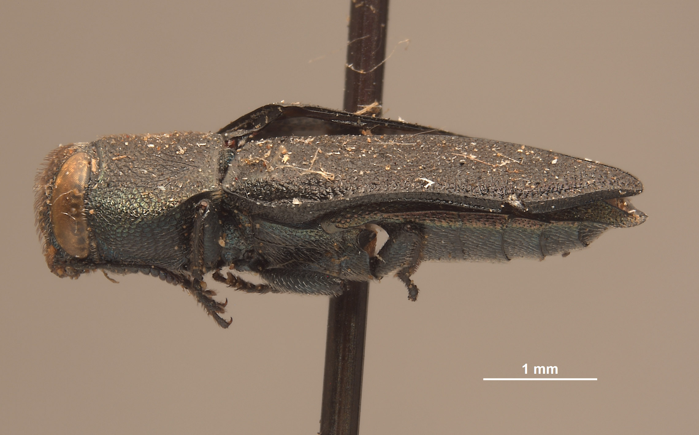 Anthaxia emarginata image