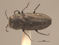 Anthaxia confusa image