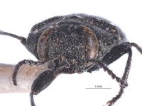 Image of Anthaxia confusa