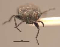 Anthaxia confusa image