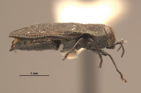 Anthaxia confusa image