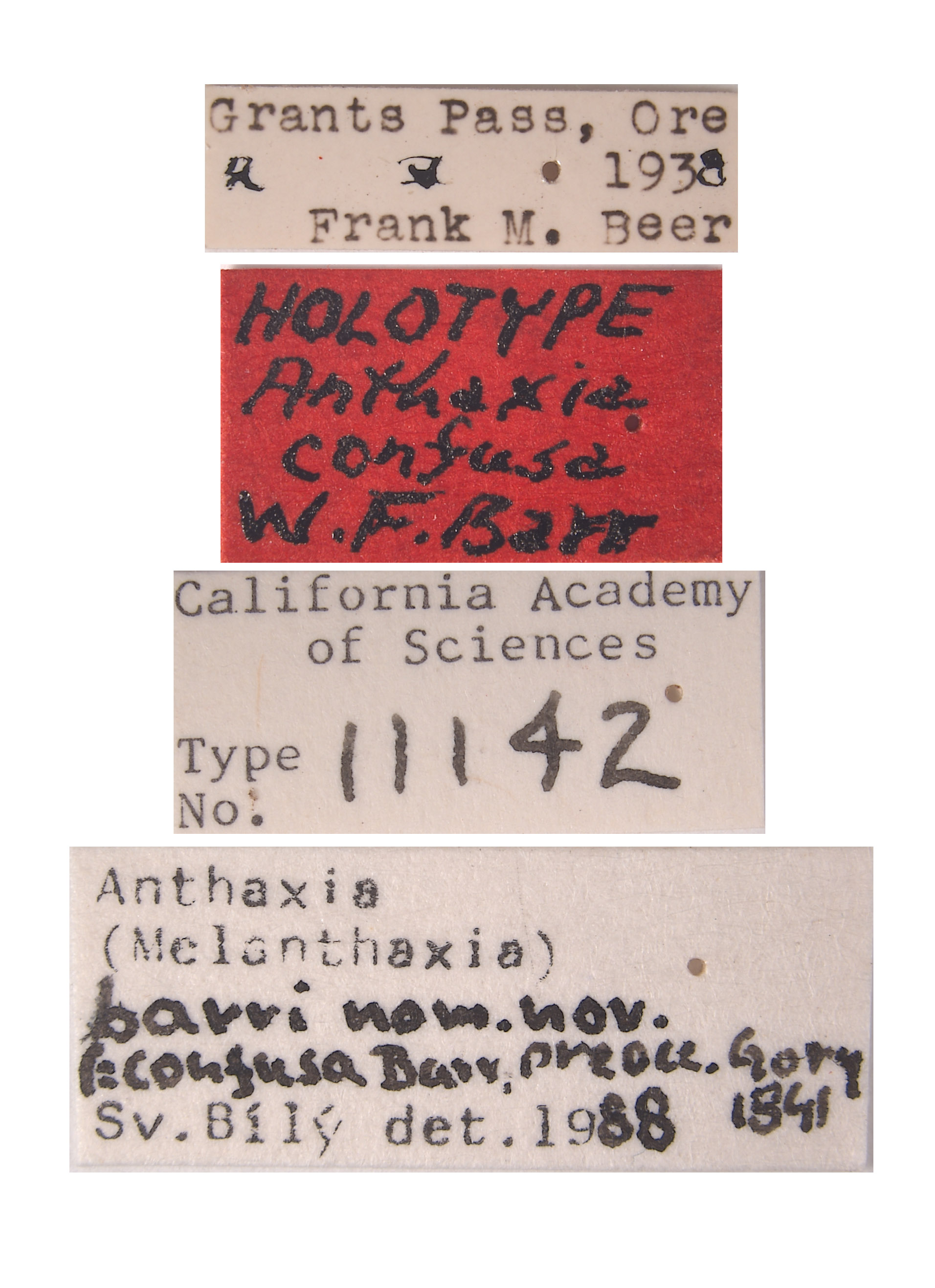 Anthaxia confusa image