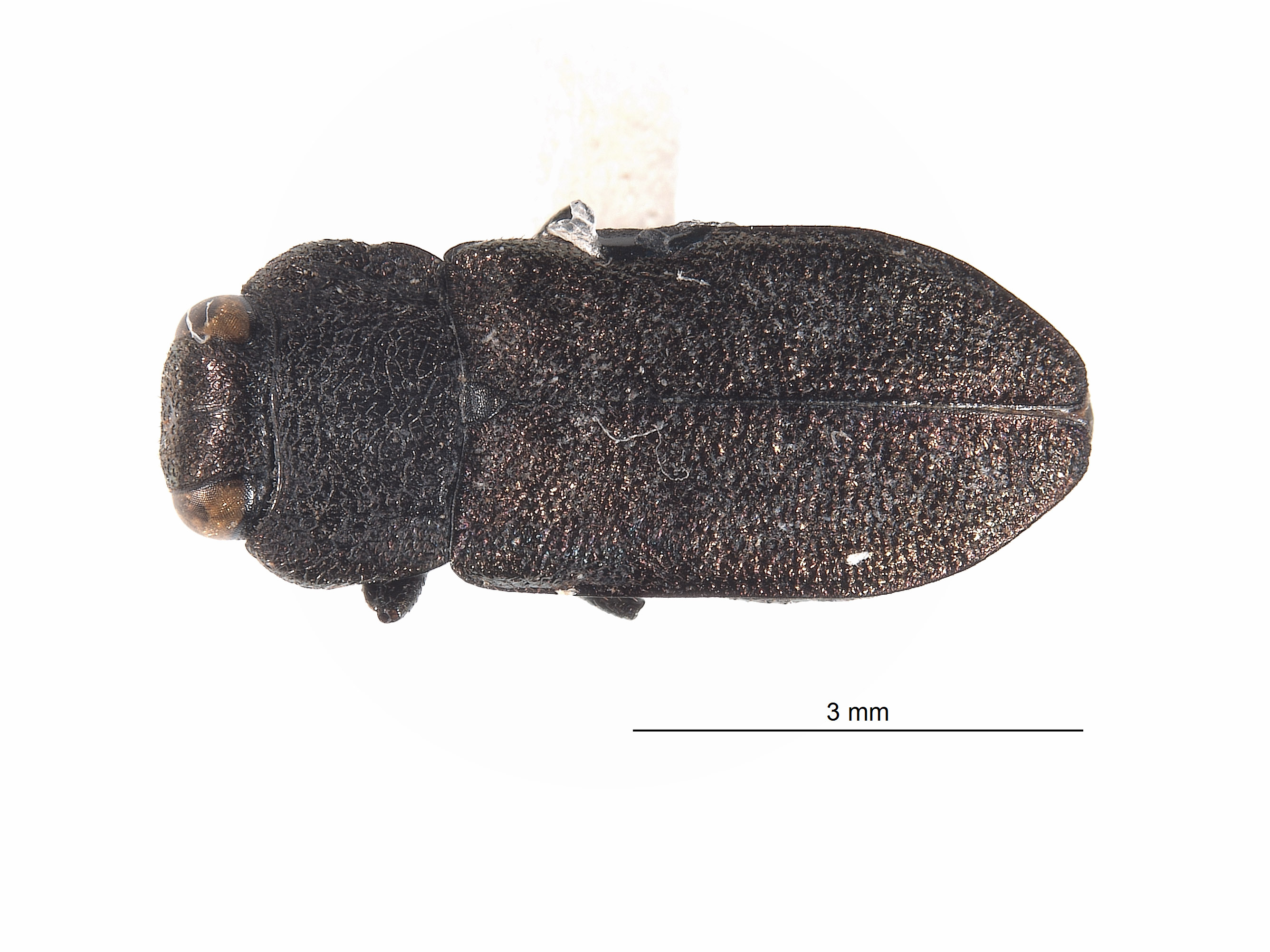 Anthaxia cupriola image