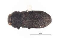 Anthaxia cupriola image