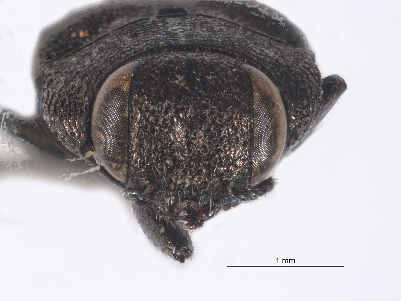 Anthaxia cupriola image