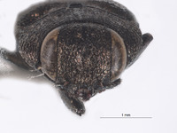 Anthaxia cupriola image