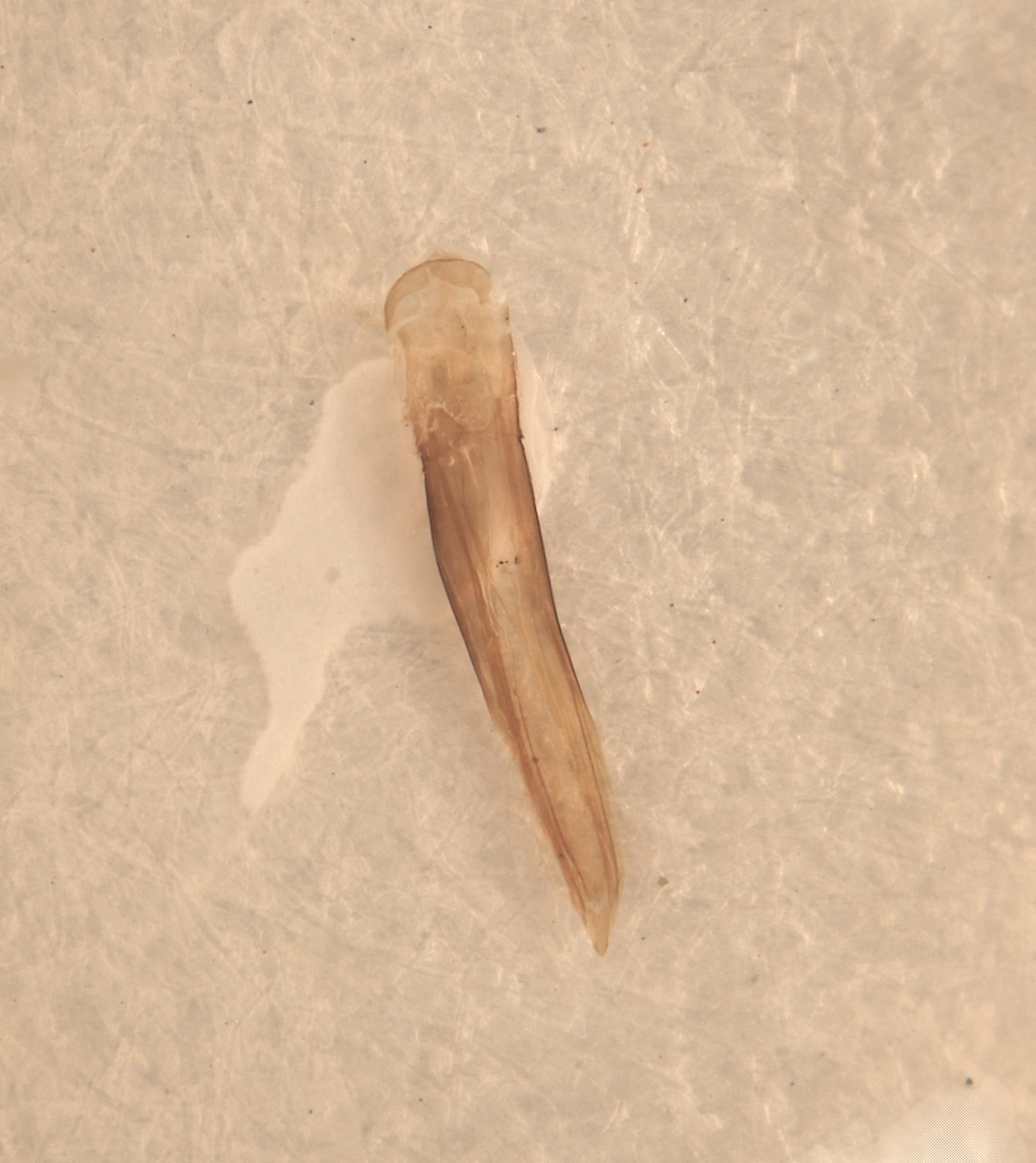 Anthaxia cupriola image