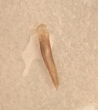 Image of Anthaxia cupriola