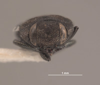 Anthaxia cupriola image