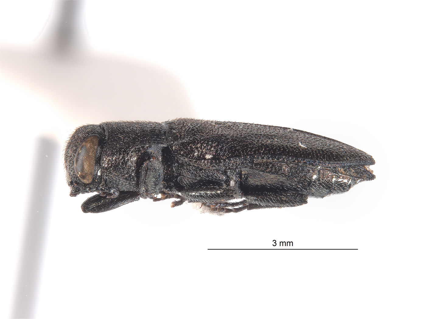 Anthaxia cupriola image