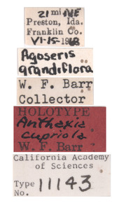 Anthaxia cupriola image