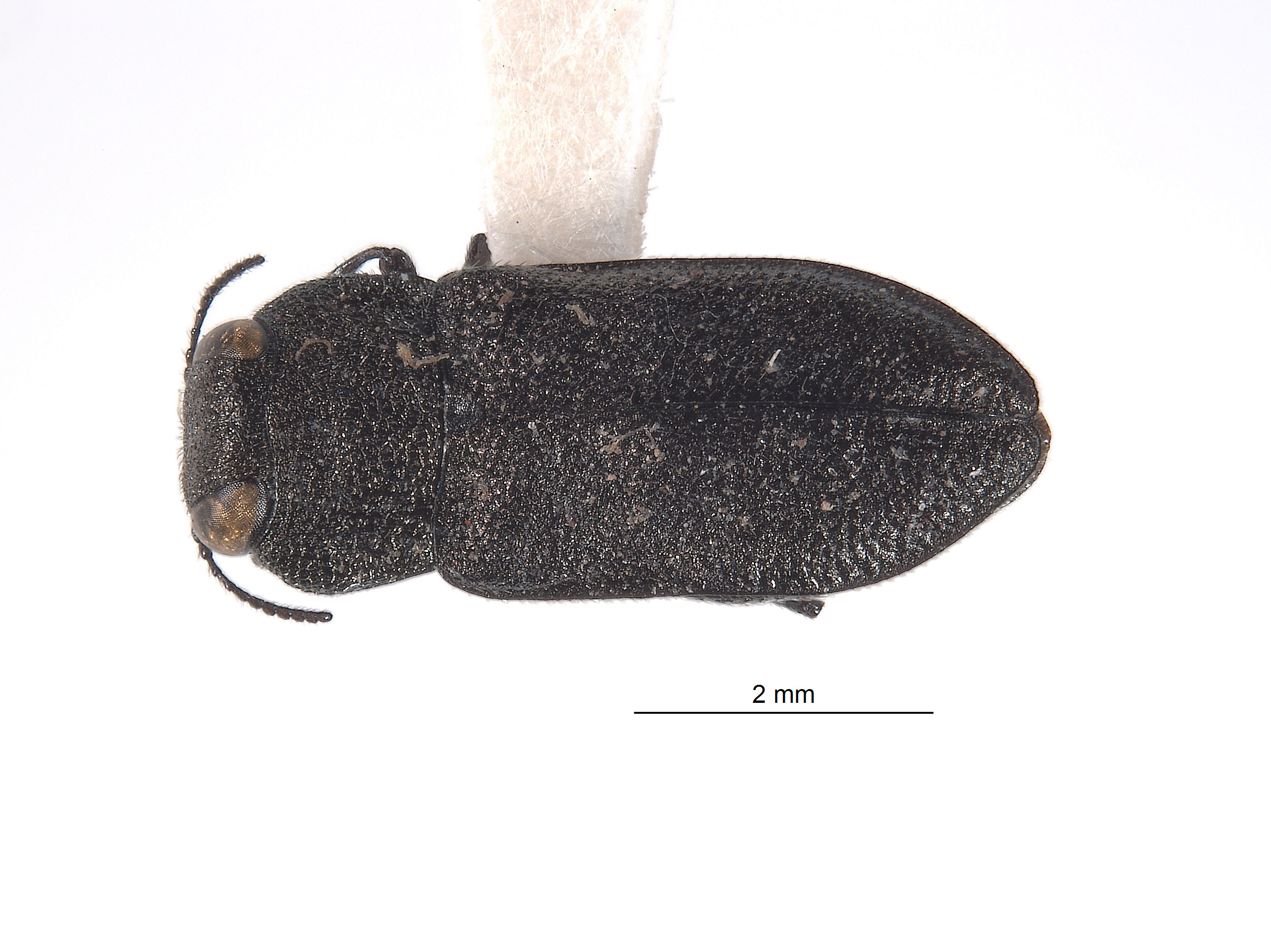 Anthaxia sculpturata image