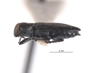 Anthaxia (Melanthaxia) image