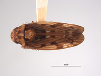 Image of Ponana demela