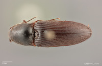 Hemicrepidius montanus image
