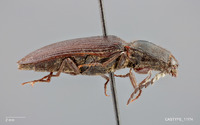 Hemicrepidius montanus image