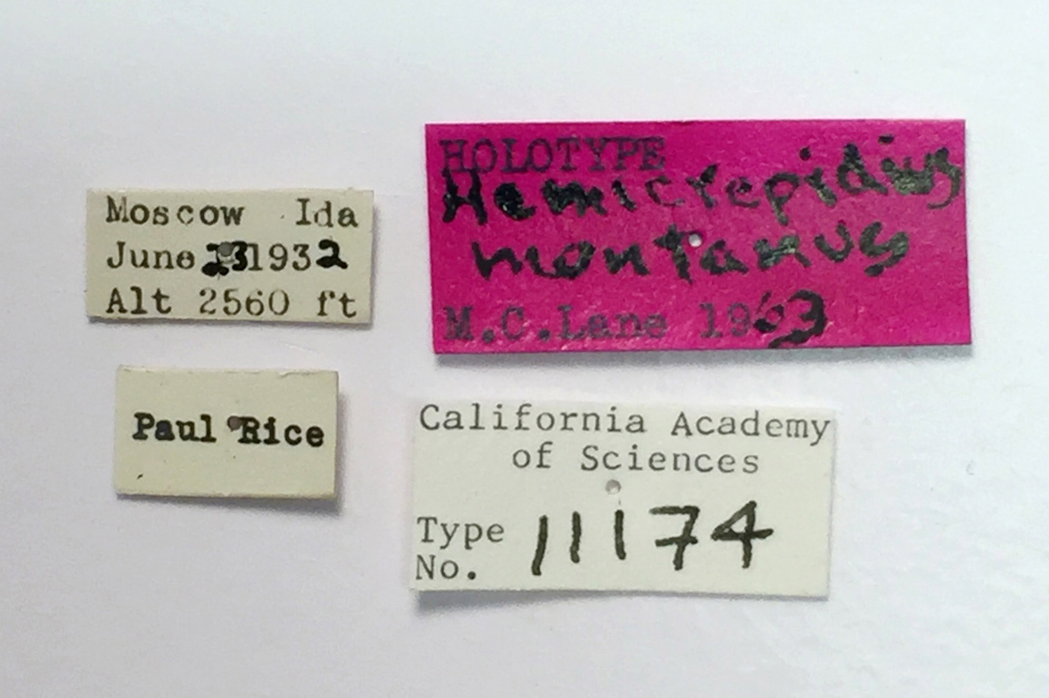 Hemicrepidius montanus image