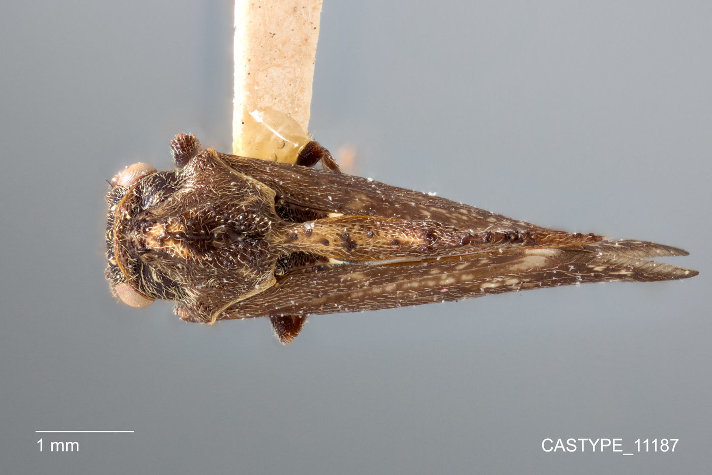 Notohypsa capeneri image