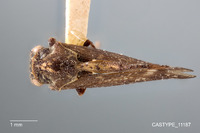 Notohypsa capeneri image