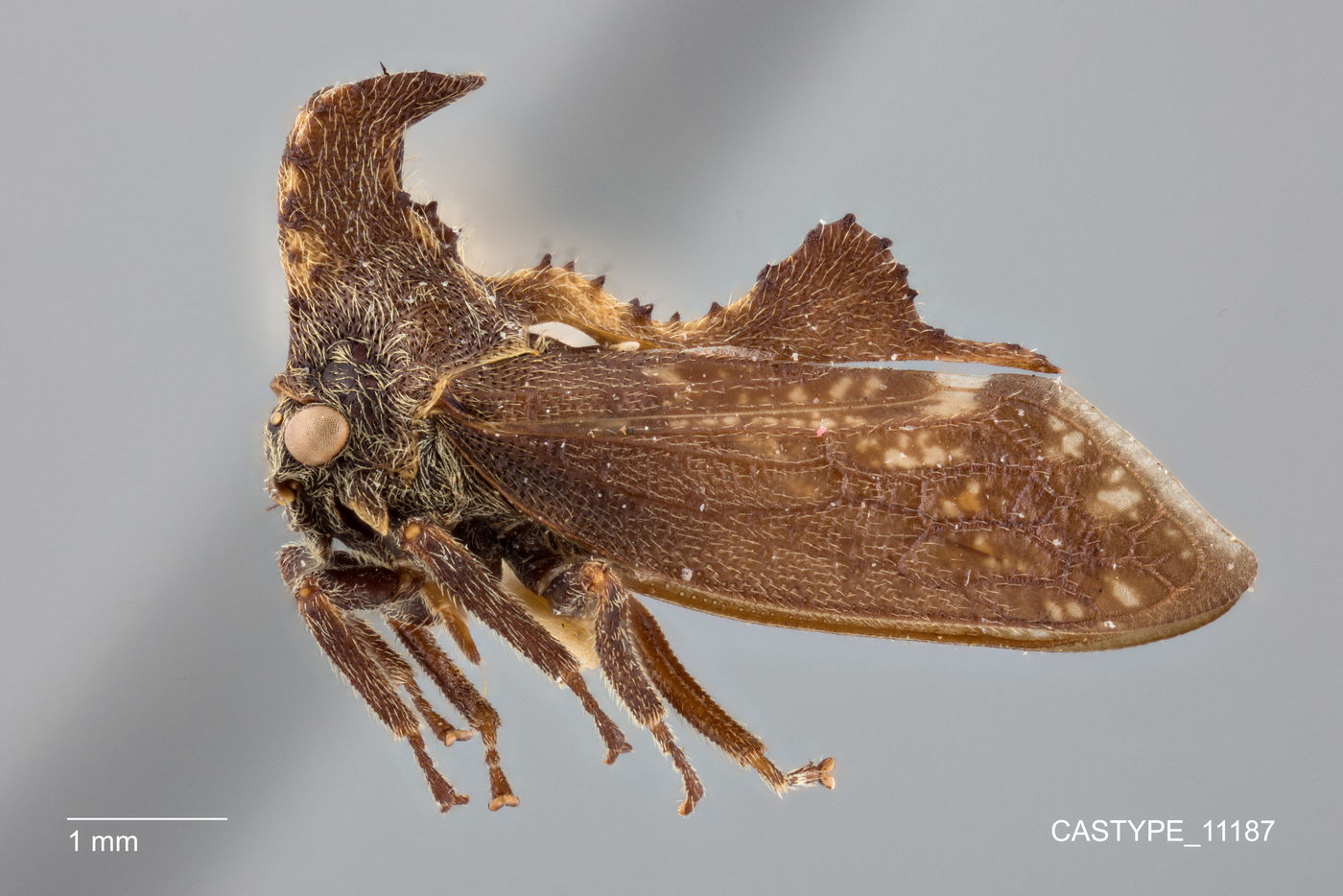 Notohypsa capeneri image