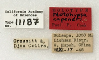 Notohypsa capeneri image
